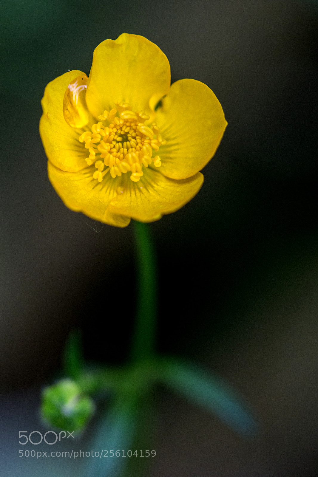 Canon EOS 700D (EOS Rebel T5i / EOS Kiss X7i) sample photo. La larme (teardrop) photography