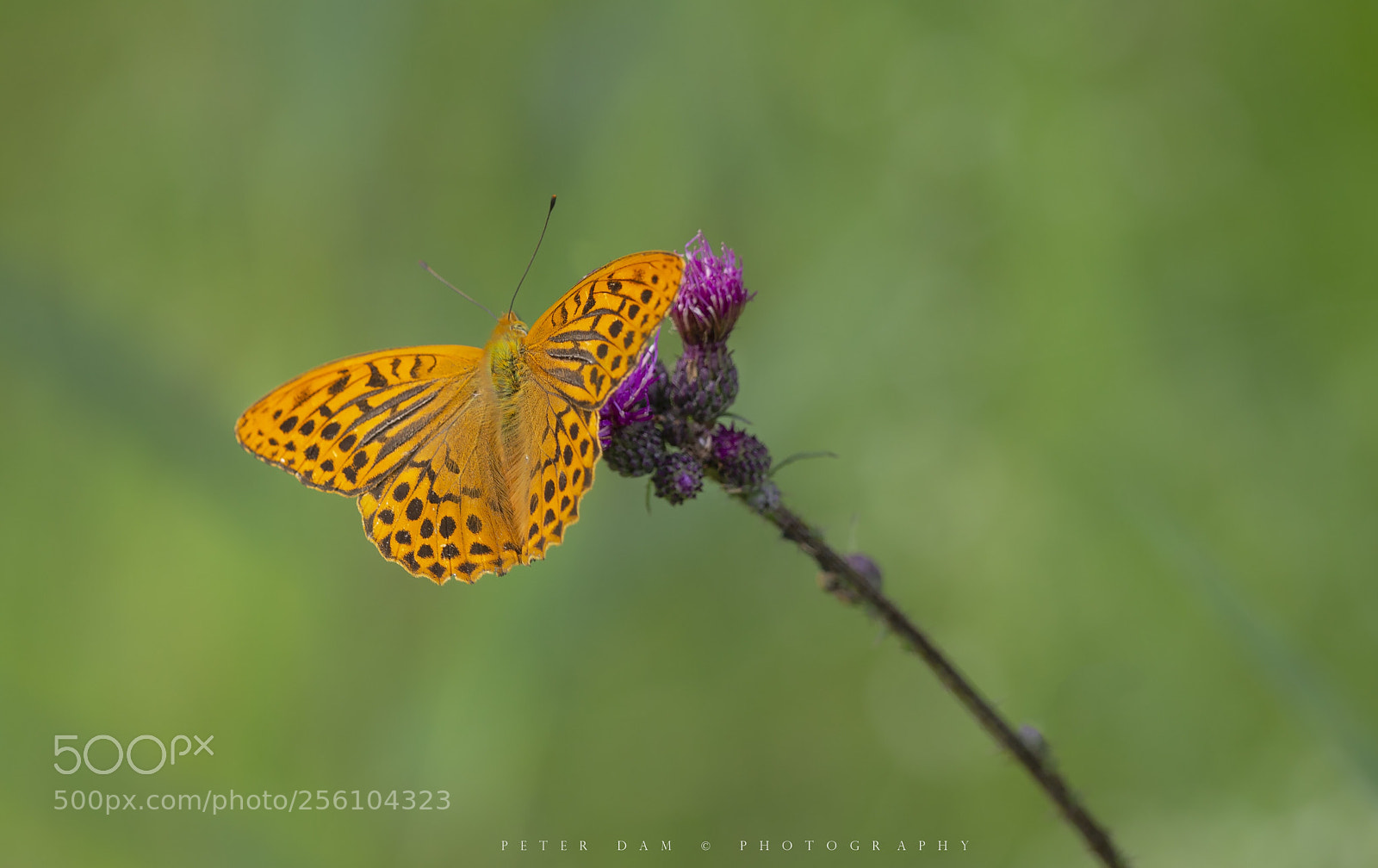Canon EOS 6D sample photo. The fritillary  photography