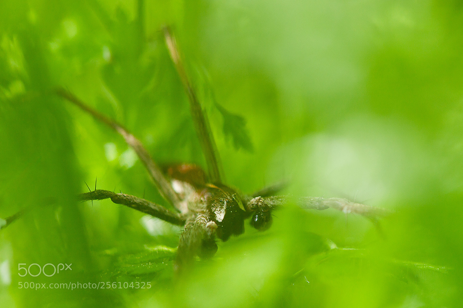 Canon EOS 5D Mark II sample photo. Hunter photography