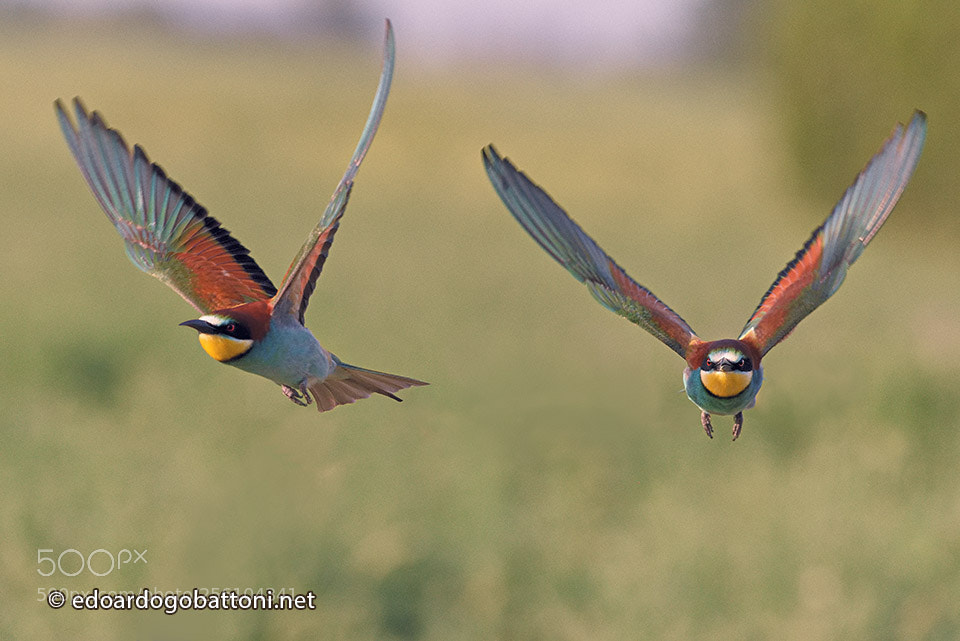 Nikon D750 sample photo. Free fly photography