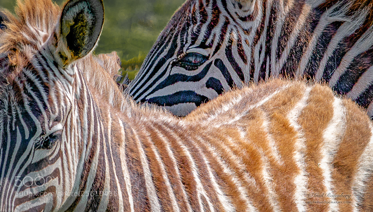 Canon EOS 70D sample photo. Zebras not in a photography