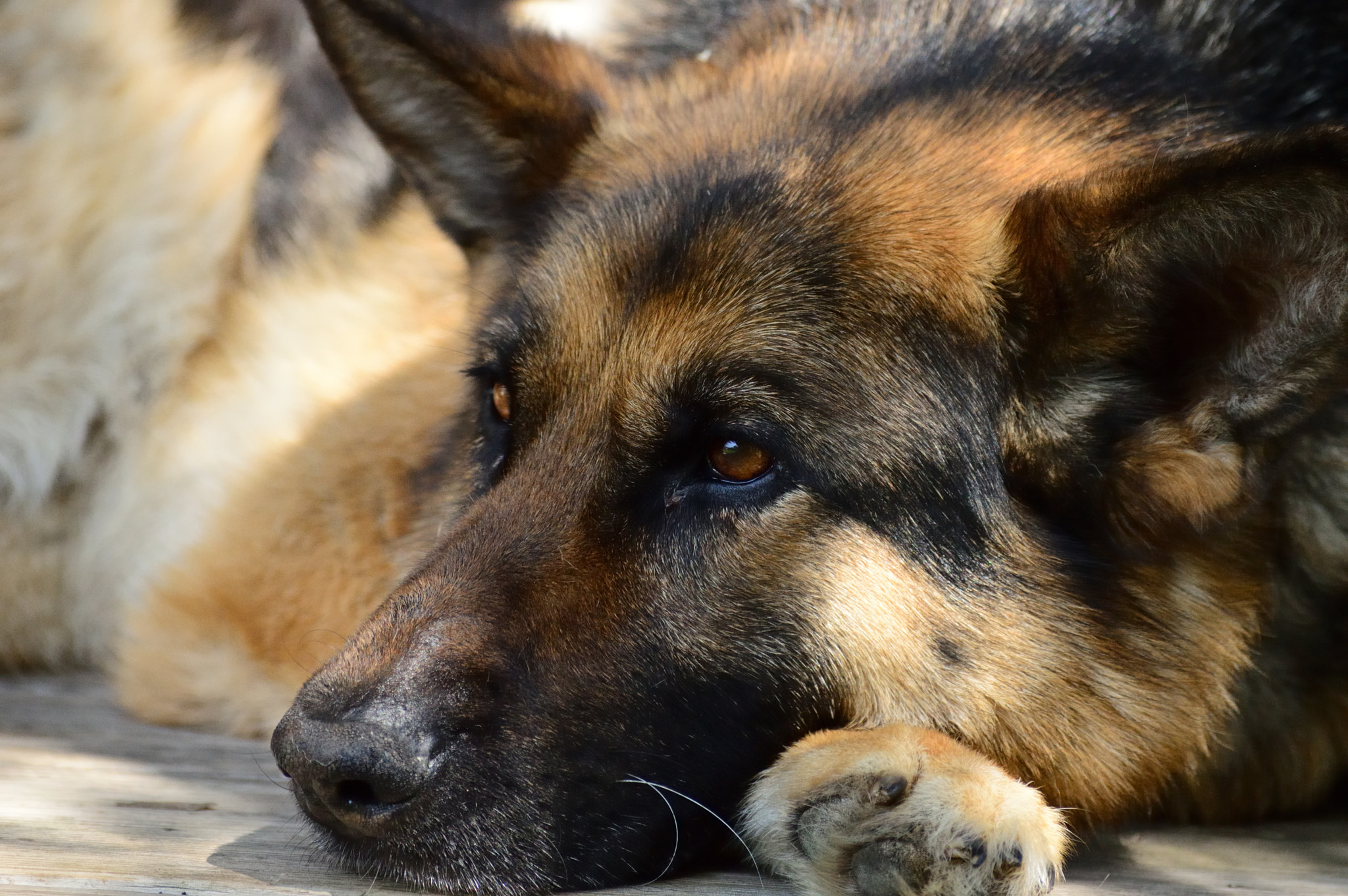 Nikon D3200 sample photo. Watching in silence photography