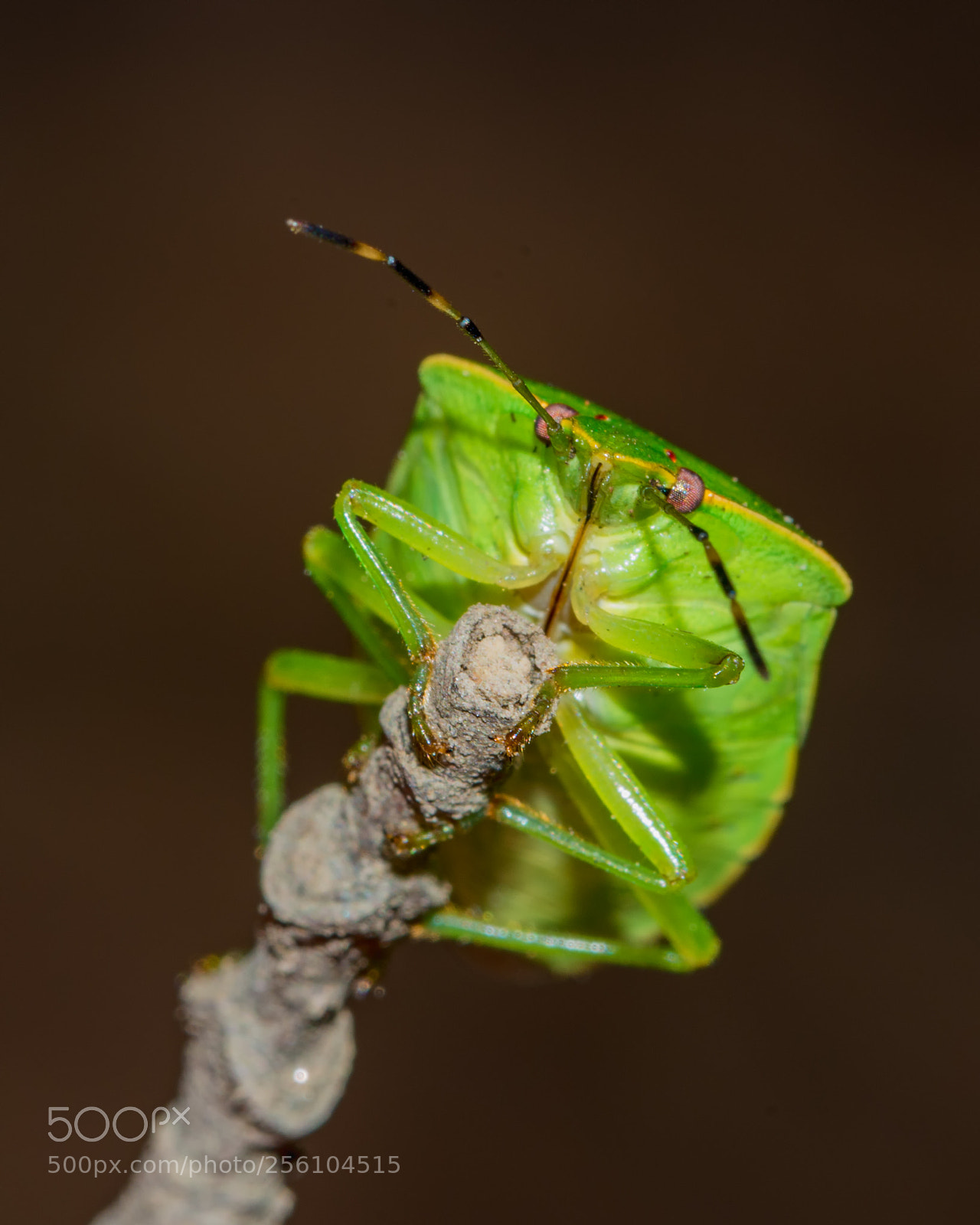 Nikon D7200 sample photo. Stinkbug eyes photography