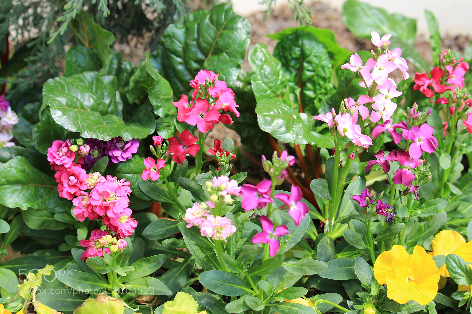 Canon EOS 1300D (EOS Rebel T6 / EOS Kiss X80) sample photo. Spring flowers photography