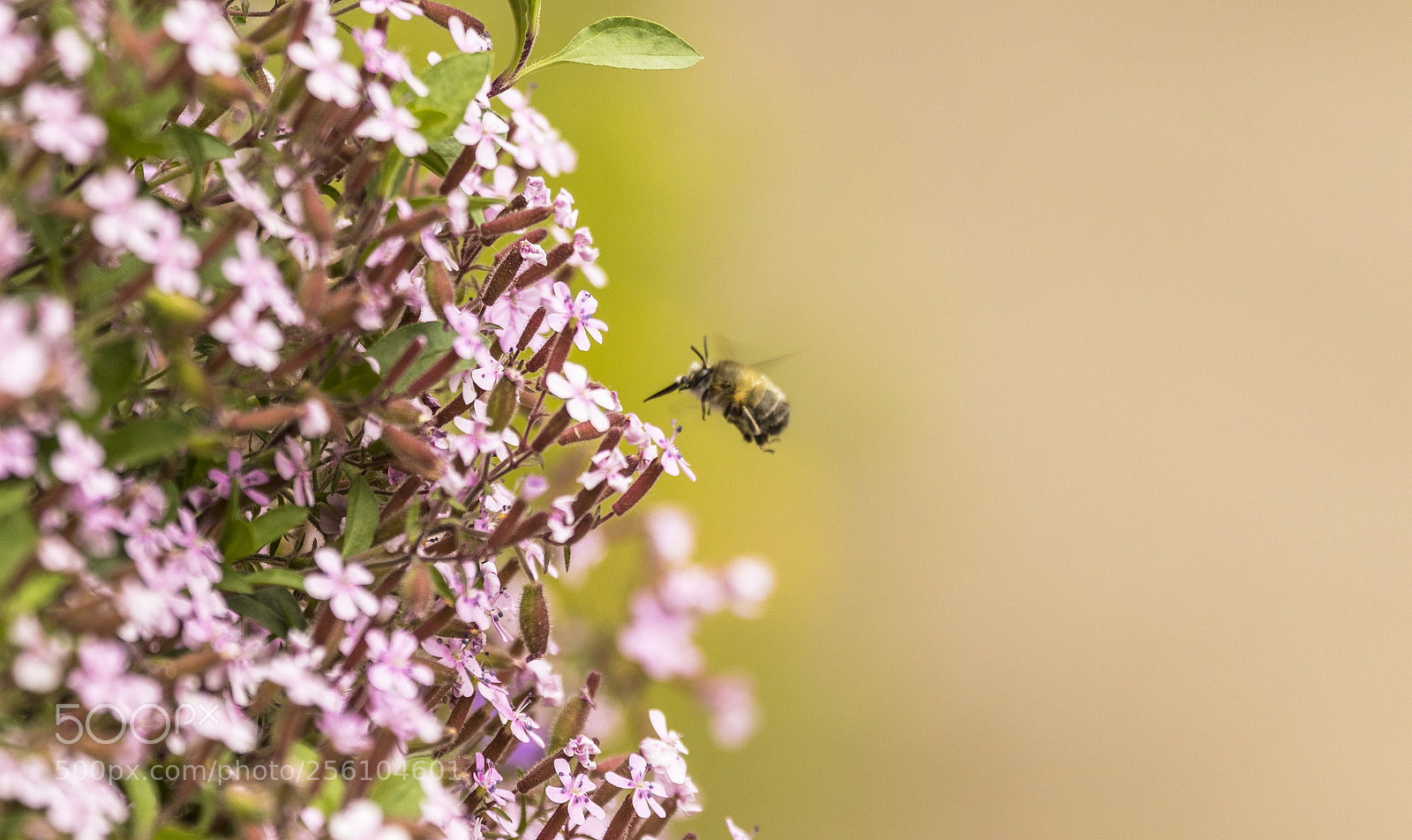 Canon EOS 7D Mark II sample photo. Bzzzz photography