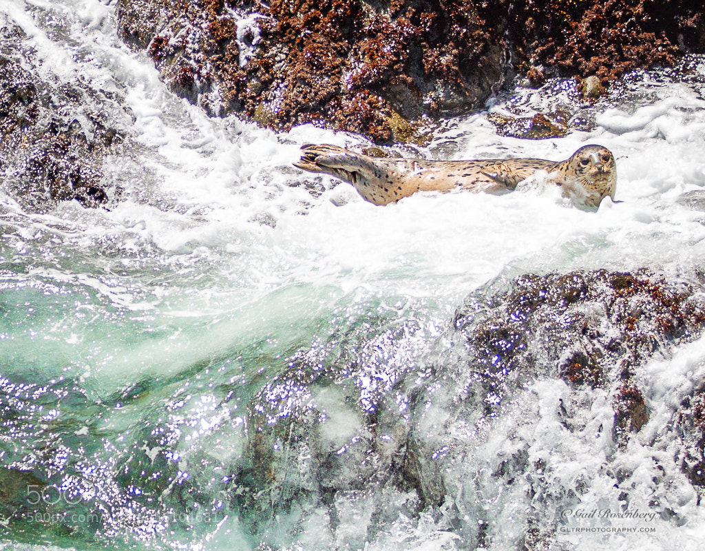 Canon EOS 70D sample photo. Harbor seal photography