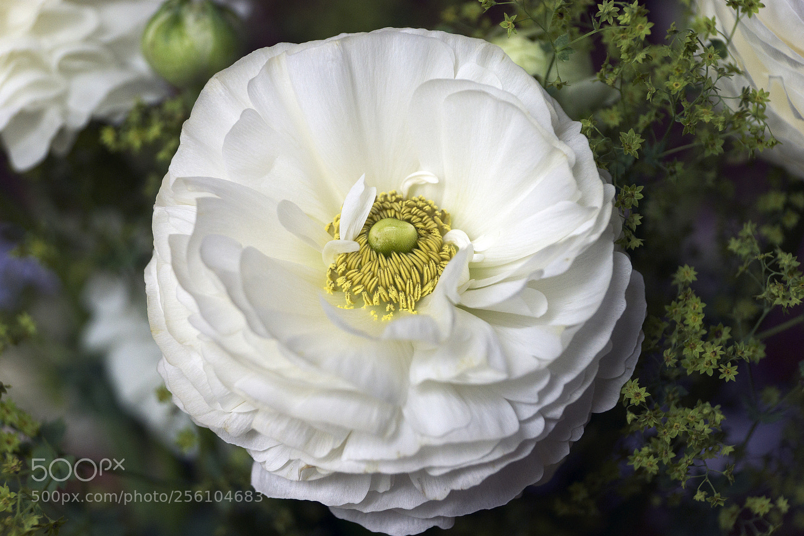Sony SLT-A77 sample photo. White garden flower photography
