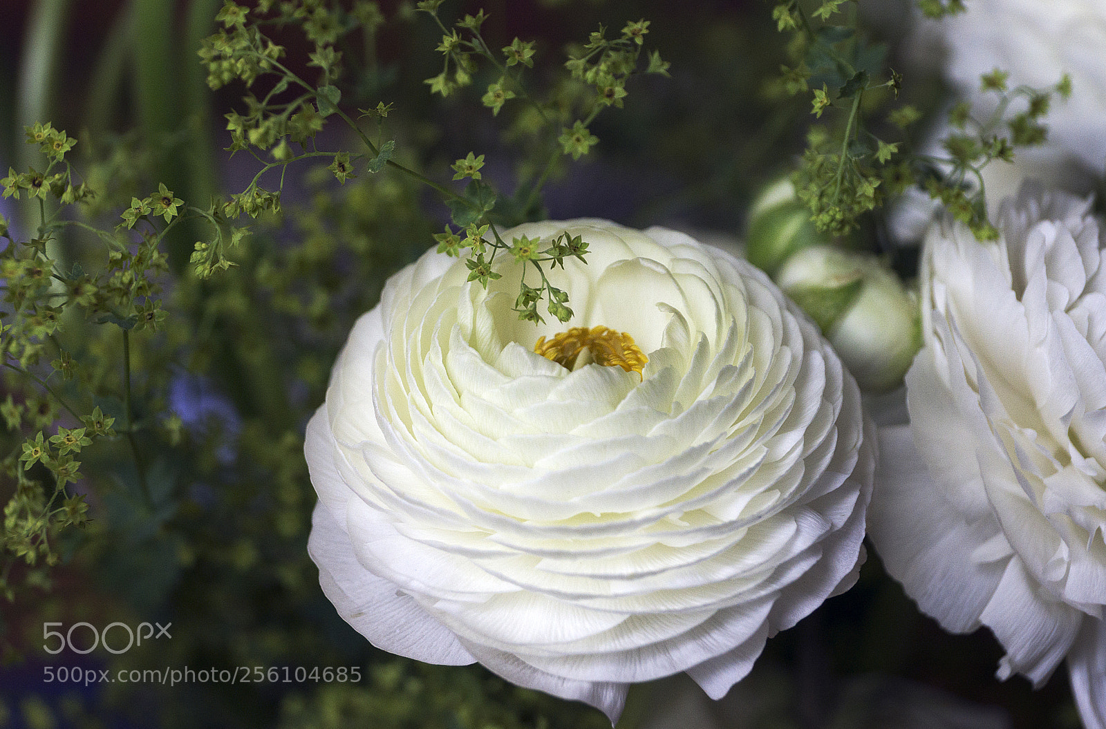 Sony SLT-A77 sample photo. White garden flower photography