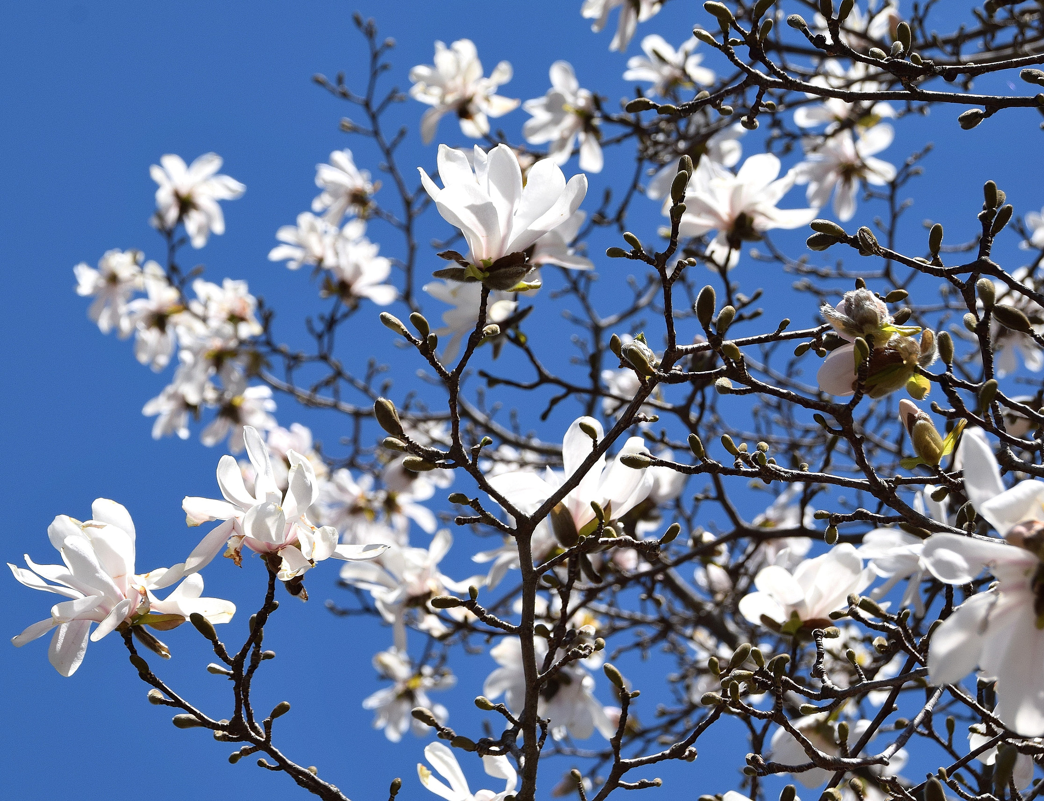 Nikon D5300 + Sigma 18-250mm F3.5-6.3 DC Macro OS HSM sample photo. Blue sky magnolias photography