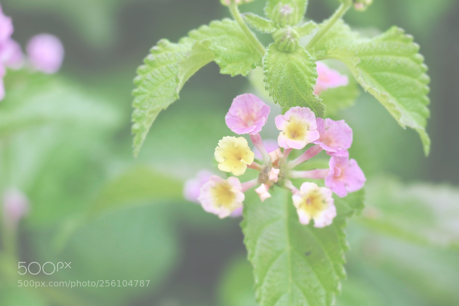 Canon EOS 70D sample photo. Untitled photography