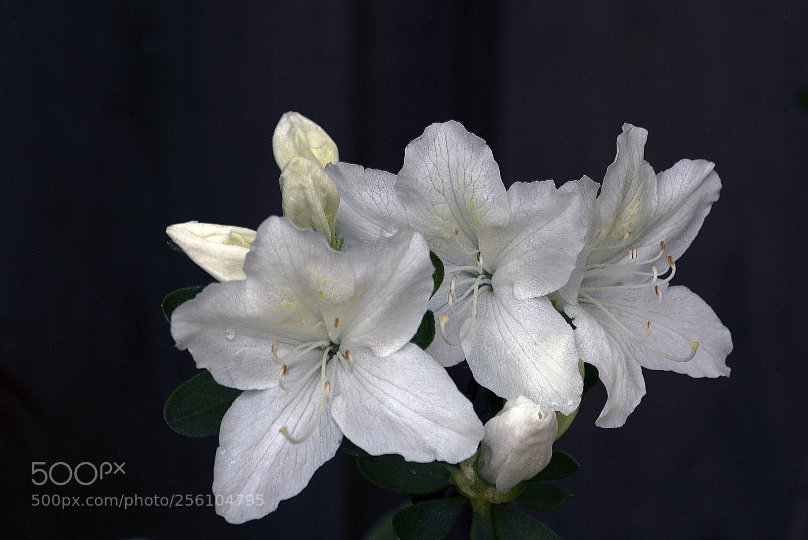 Sony SLT-A77 sample photo. White garden flower photography