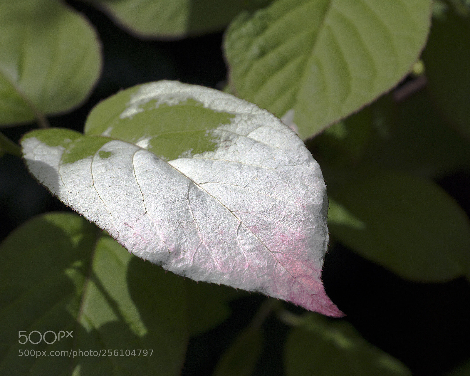 Sony SLT-A77 sample photo. White garden flower photography