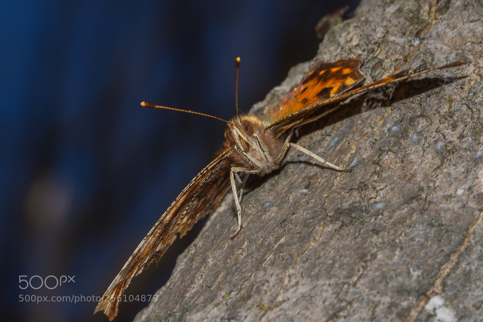 Nikon D7200 sample photo. Eastern comma photography