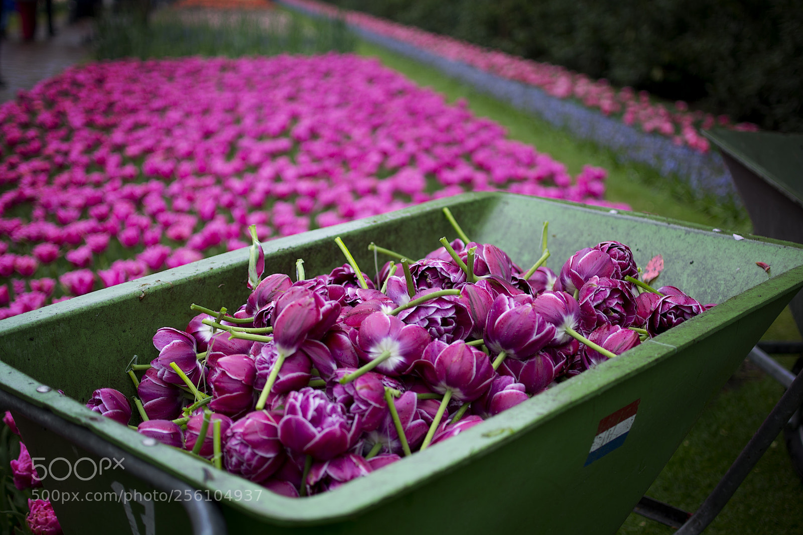 Nikon D5200 sample photo. Beauty overloaded photography