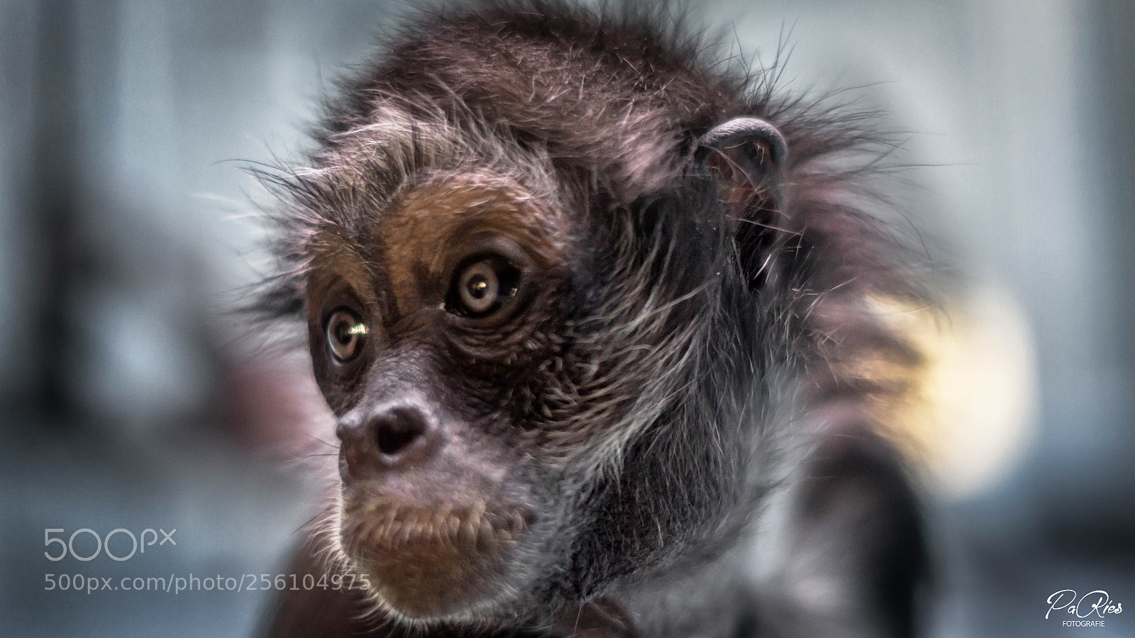 Sony a7 II sample photo. The monkey  photography