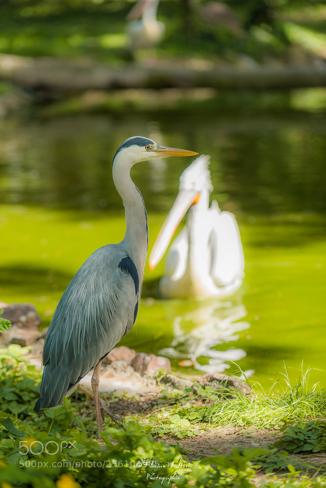 Nikon D800 sample photo. Untitled photography