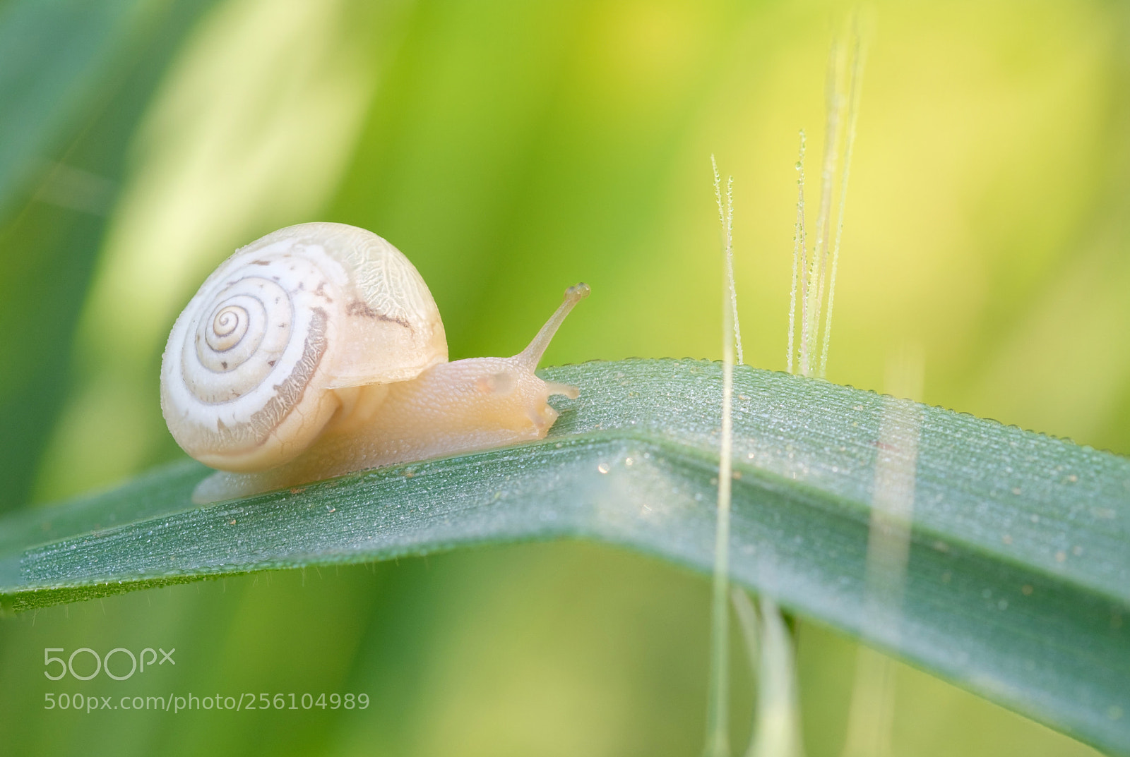 Fujifilm X-T2 sample photo. Snail photography