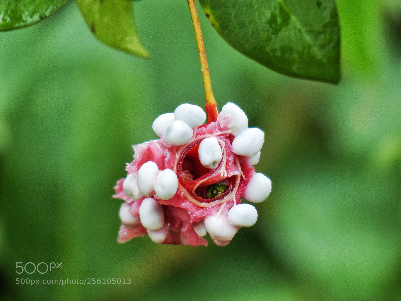Panasonic Lumix DMC-FZ200 sample photo. Flor do manguezal photography