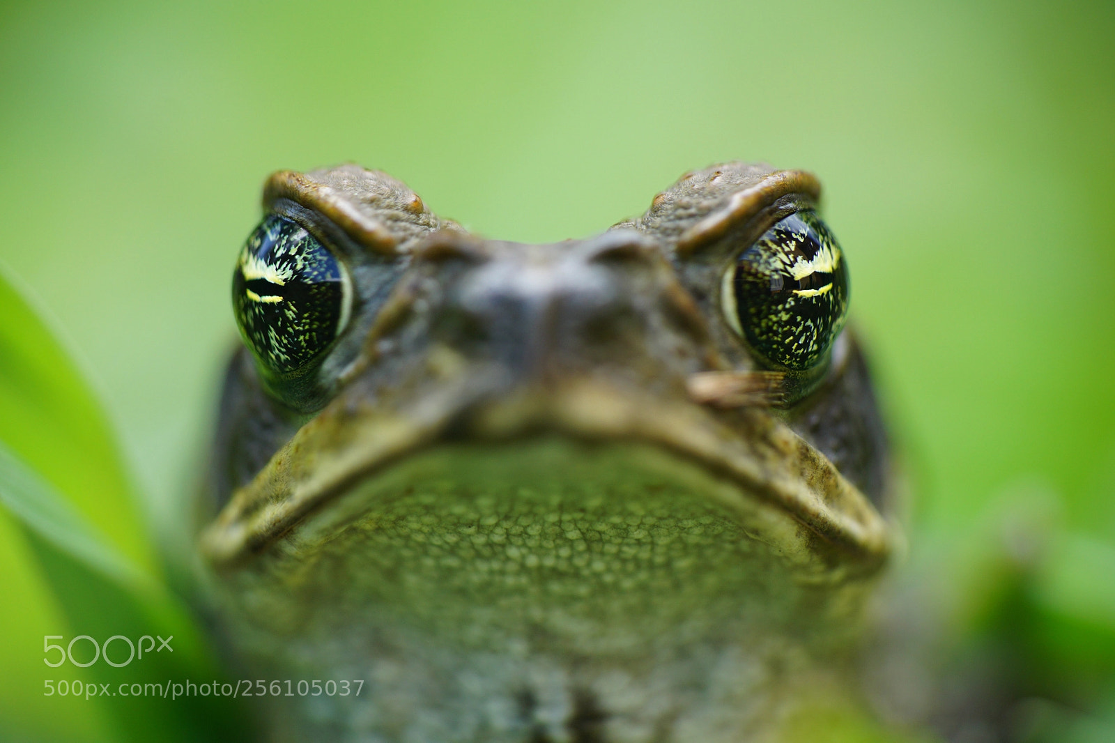 Sony a6000 sample photo. Dsc photography