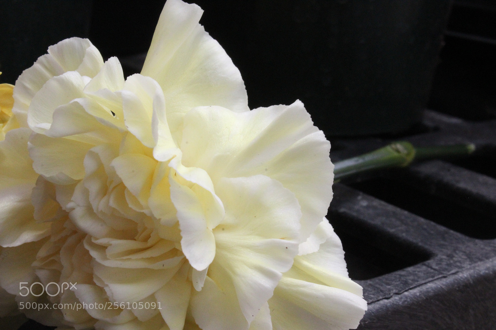 Canon EOS 1200D (EOS Rebel T5 / EOS Kiss X70 / EOS Hi) sample photo. Yellow flower photography