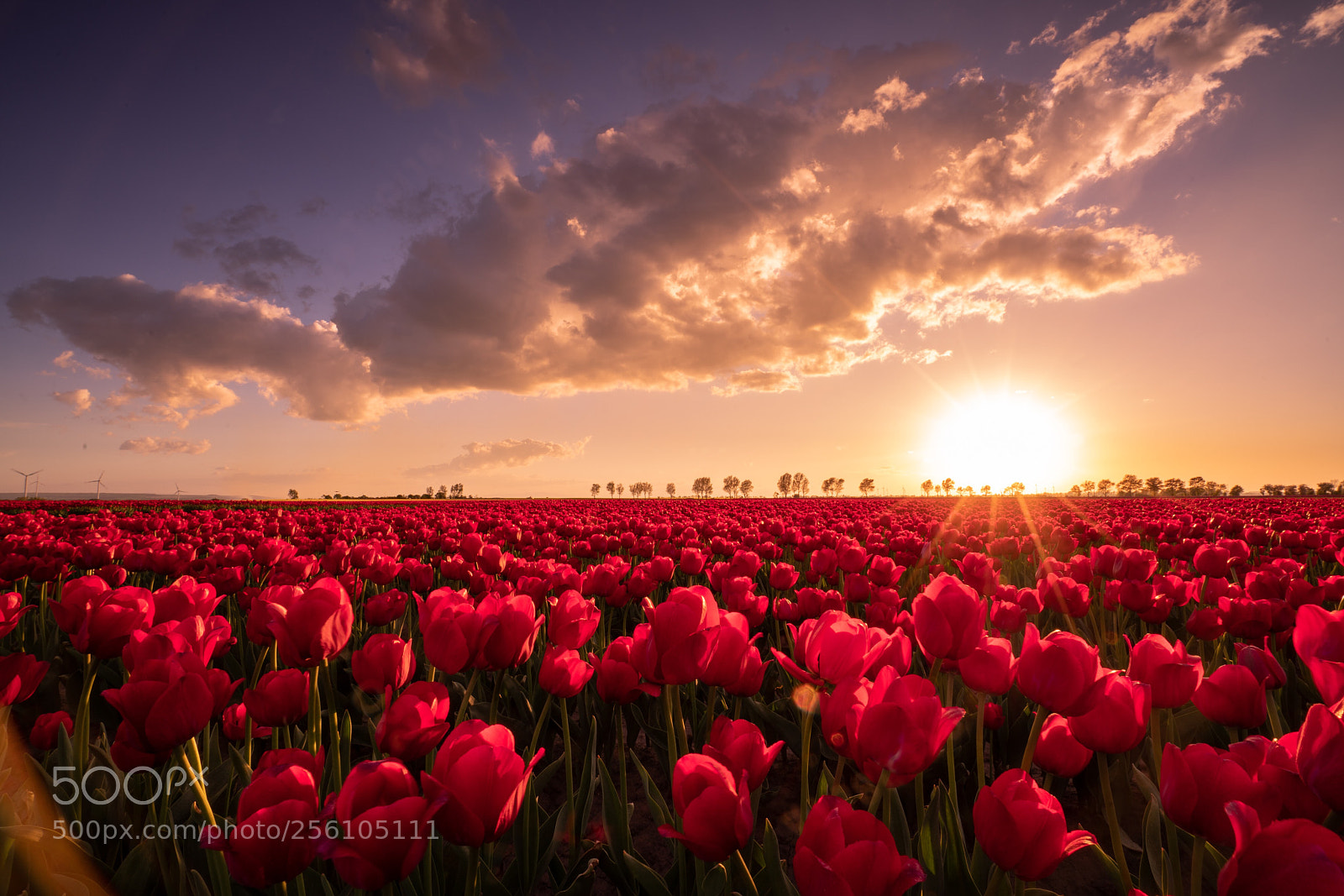 Sony a7R II sample photo. Flowerpower photography