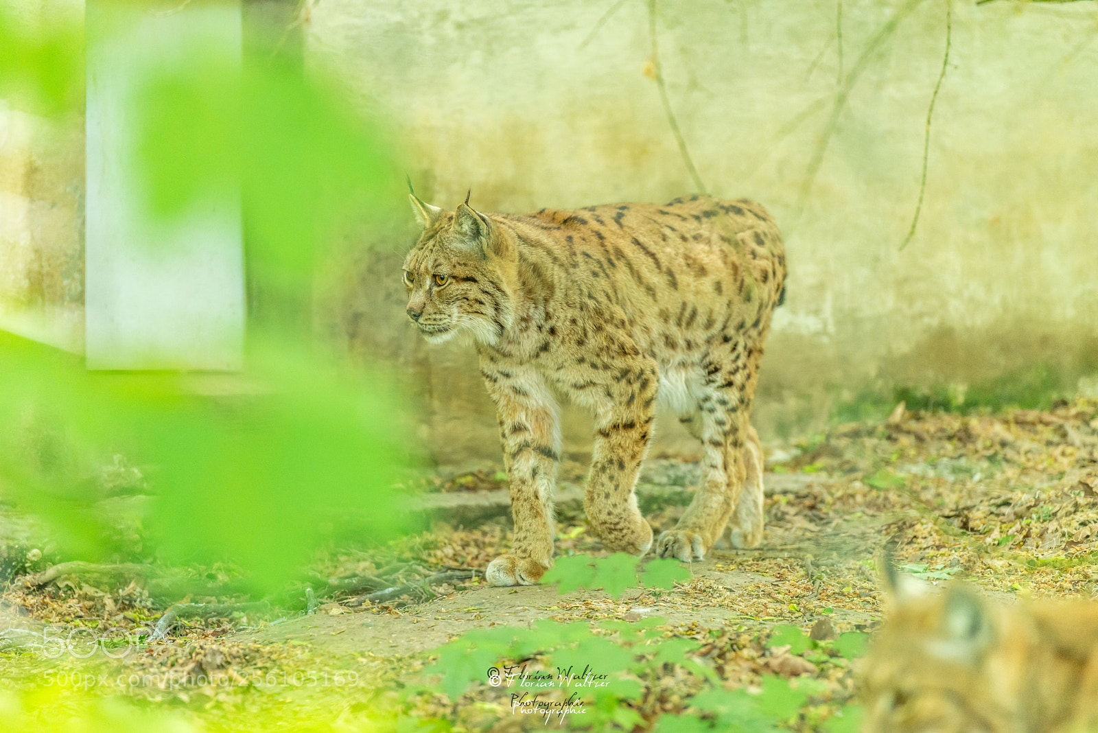 Nikon D800 sample photo. Untitled photography
