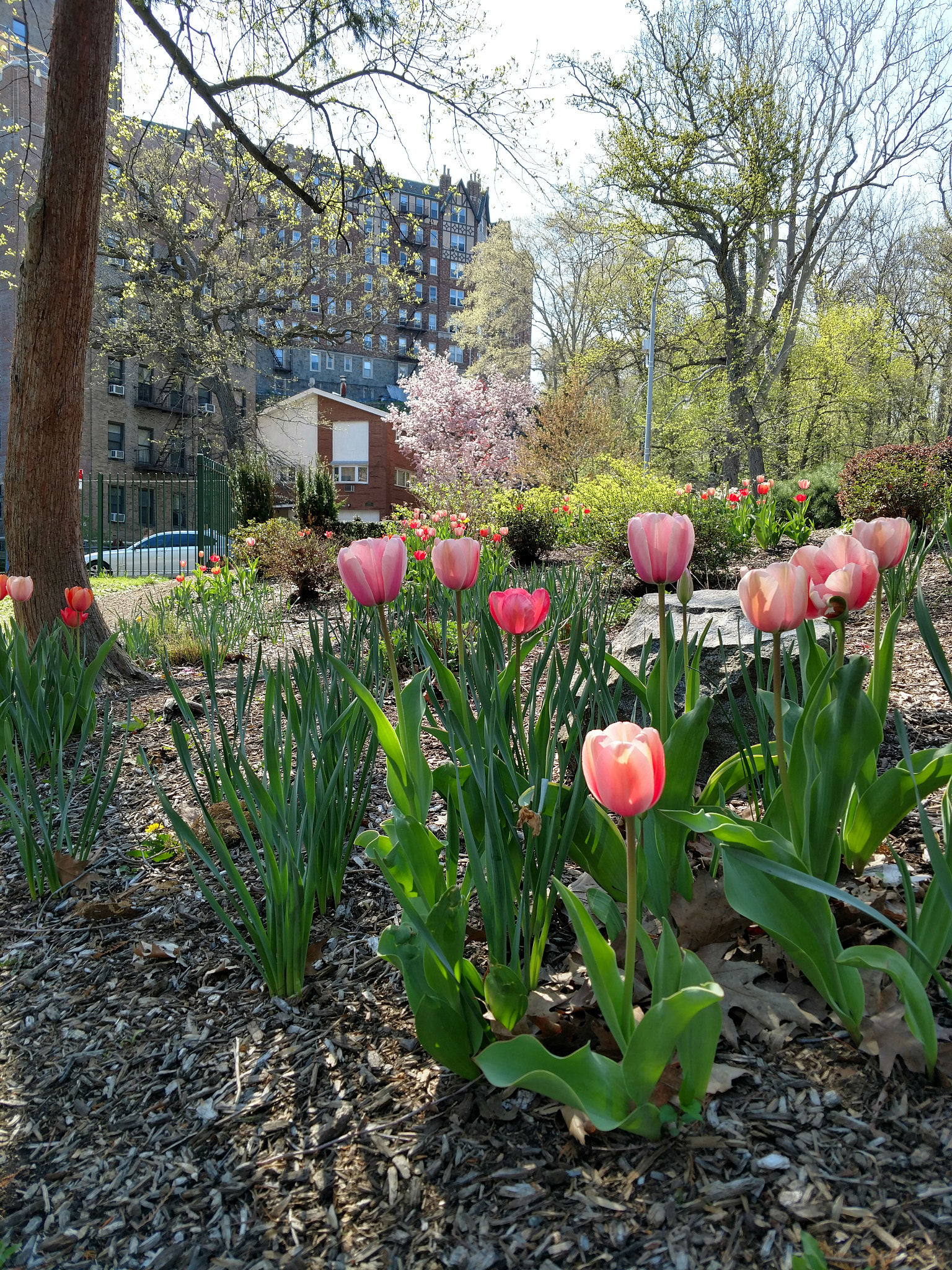 Motorola XT1650 sample photo. Tulips in the spotlight photography