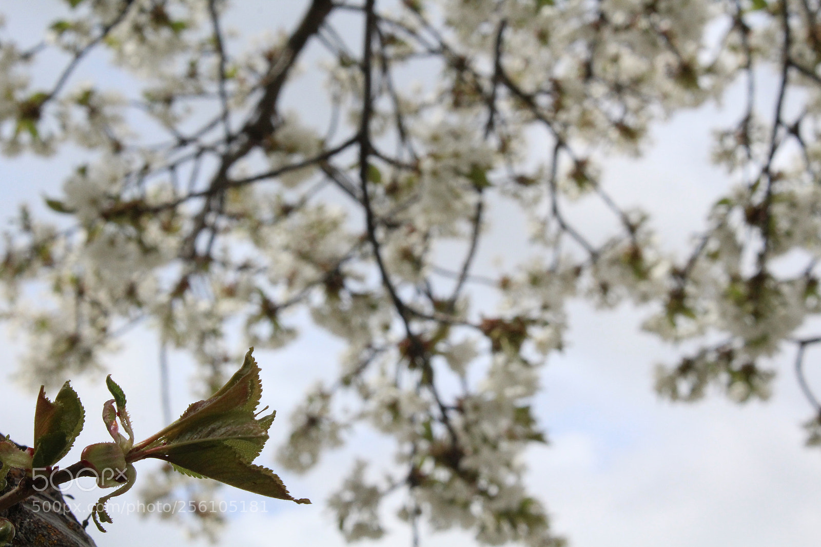 Canon EOS 1200D (EOS Rebel T5 / EOS Kiss X70 / EOS Hi) sample photo. White cherry blossum photography
