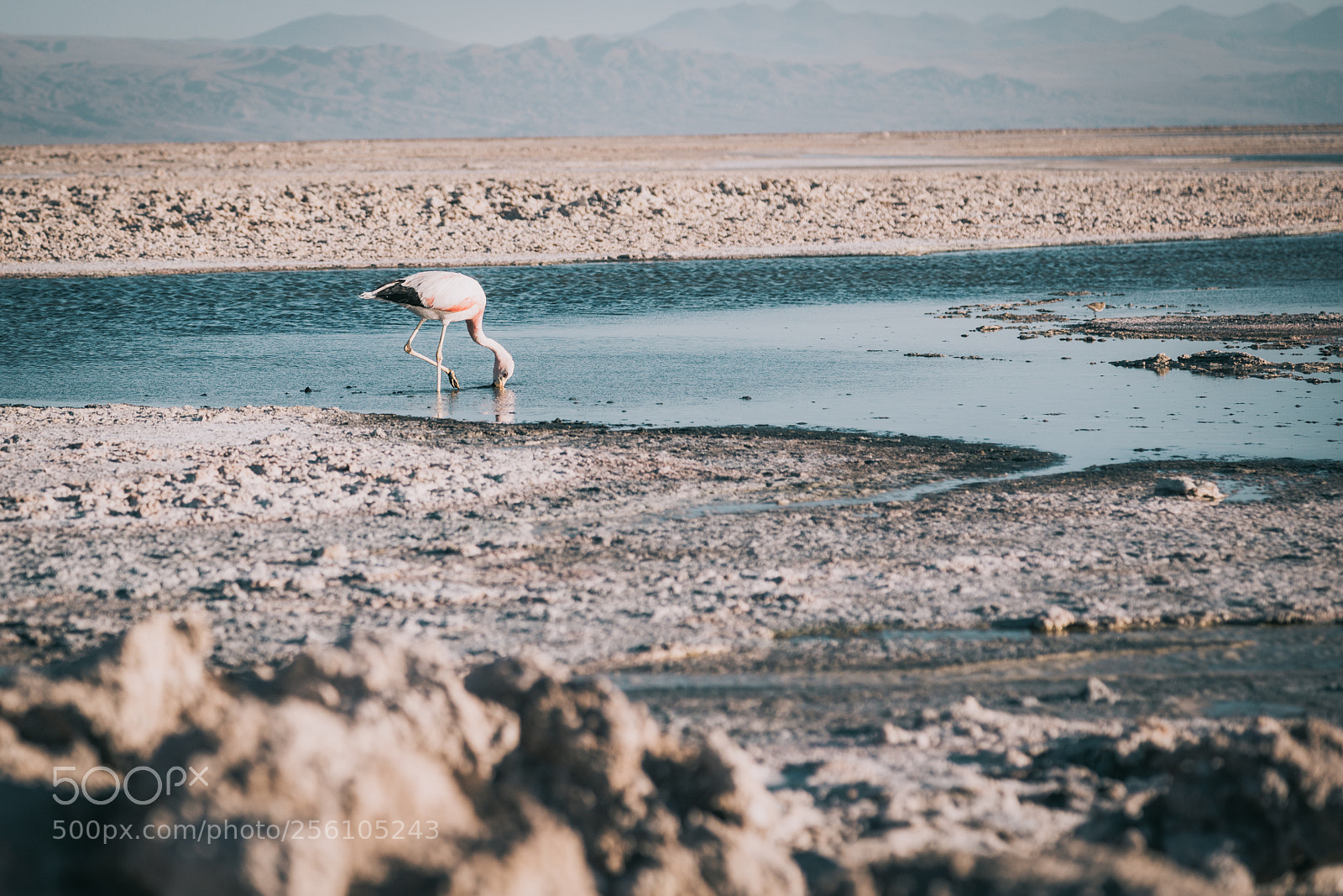 Canon EOS 6D sample photo. Flamingo photography