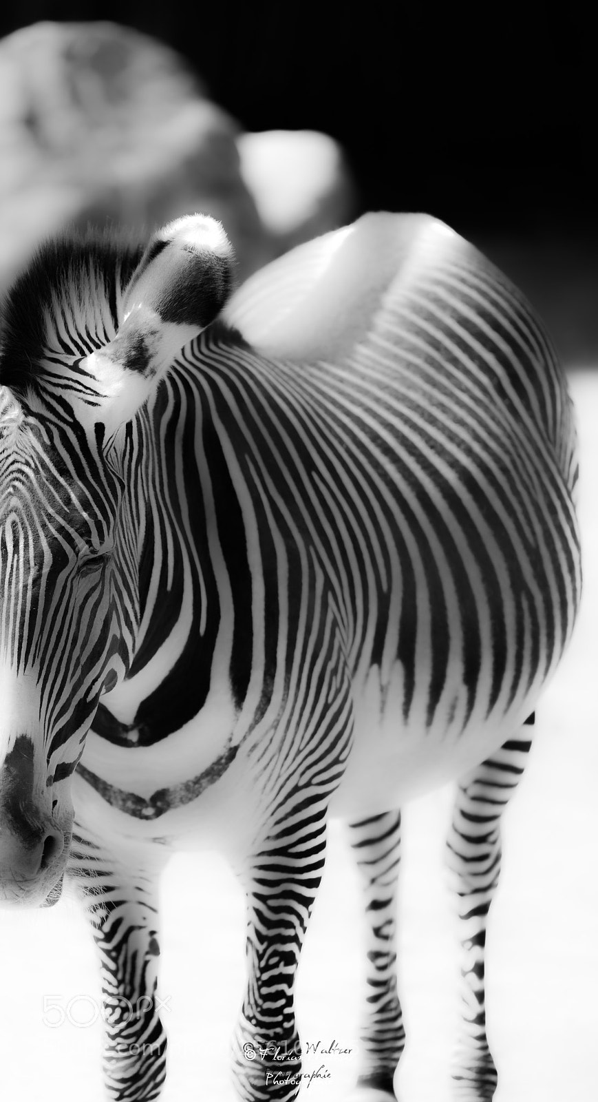 Nikon D800 sample photo. Untitled photography