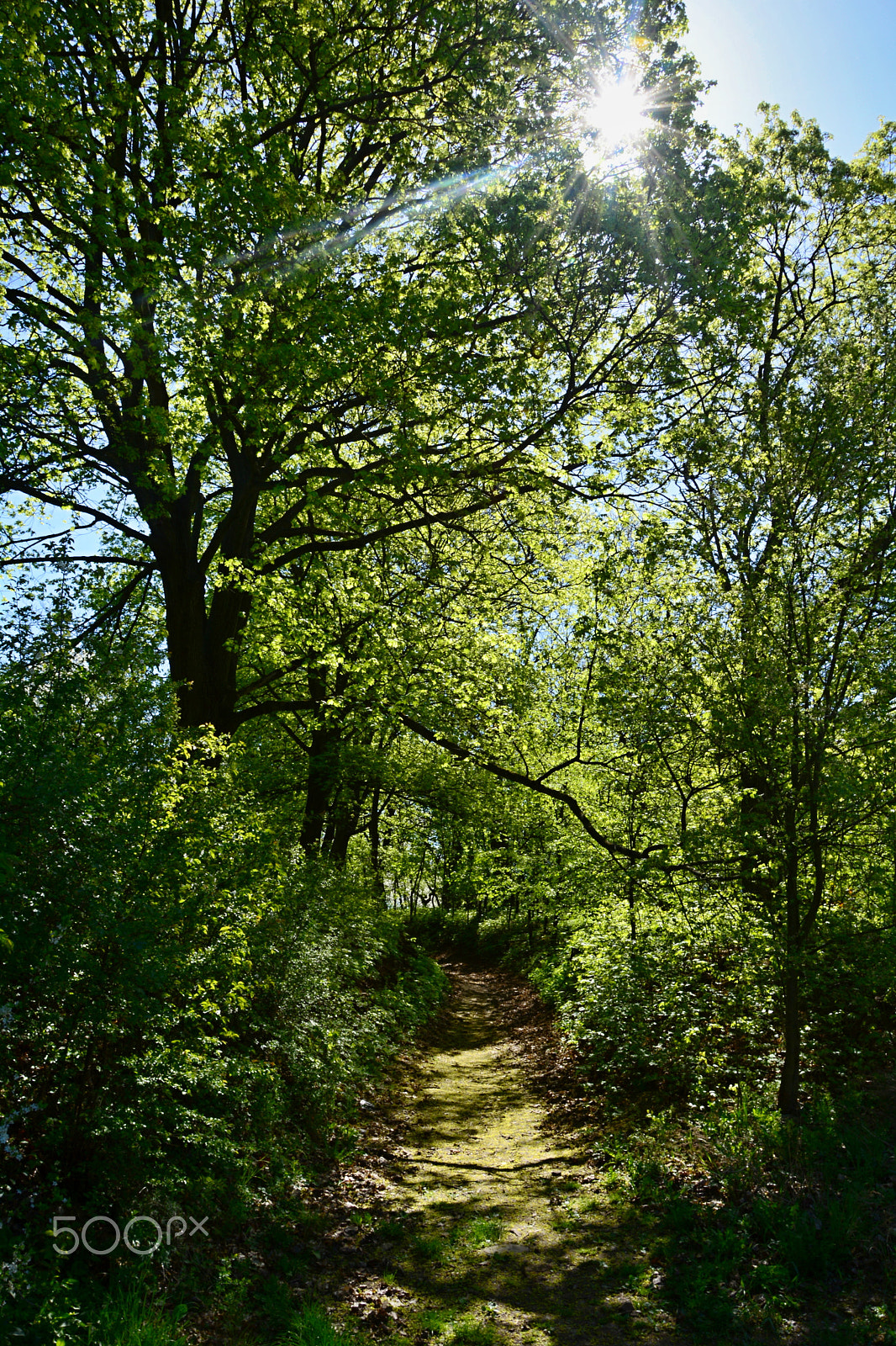 Nikon D5200 sample photo. Path | cesta photography