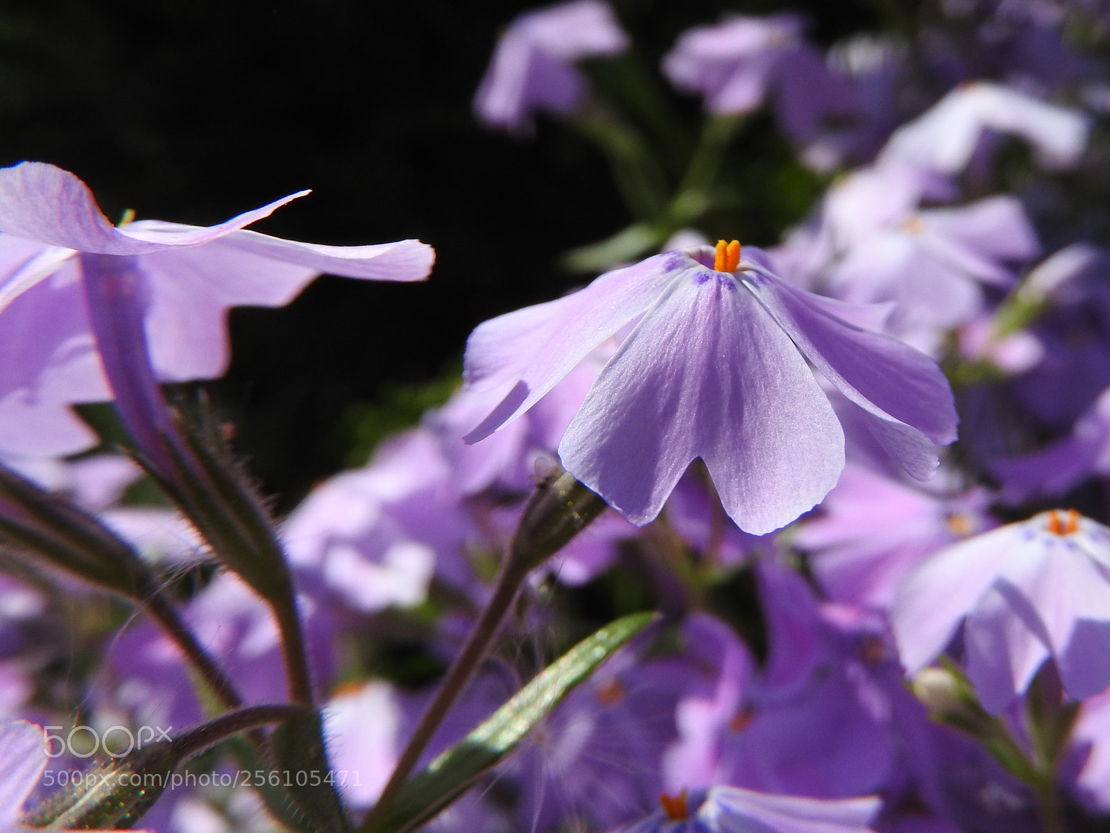 Nikon Coolpix P610 sample photo. Phlox paniculata photography