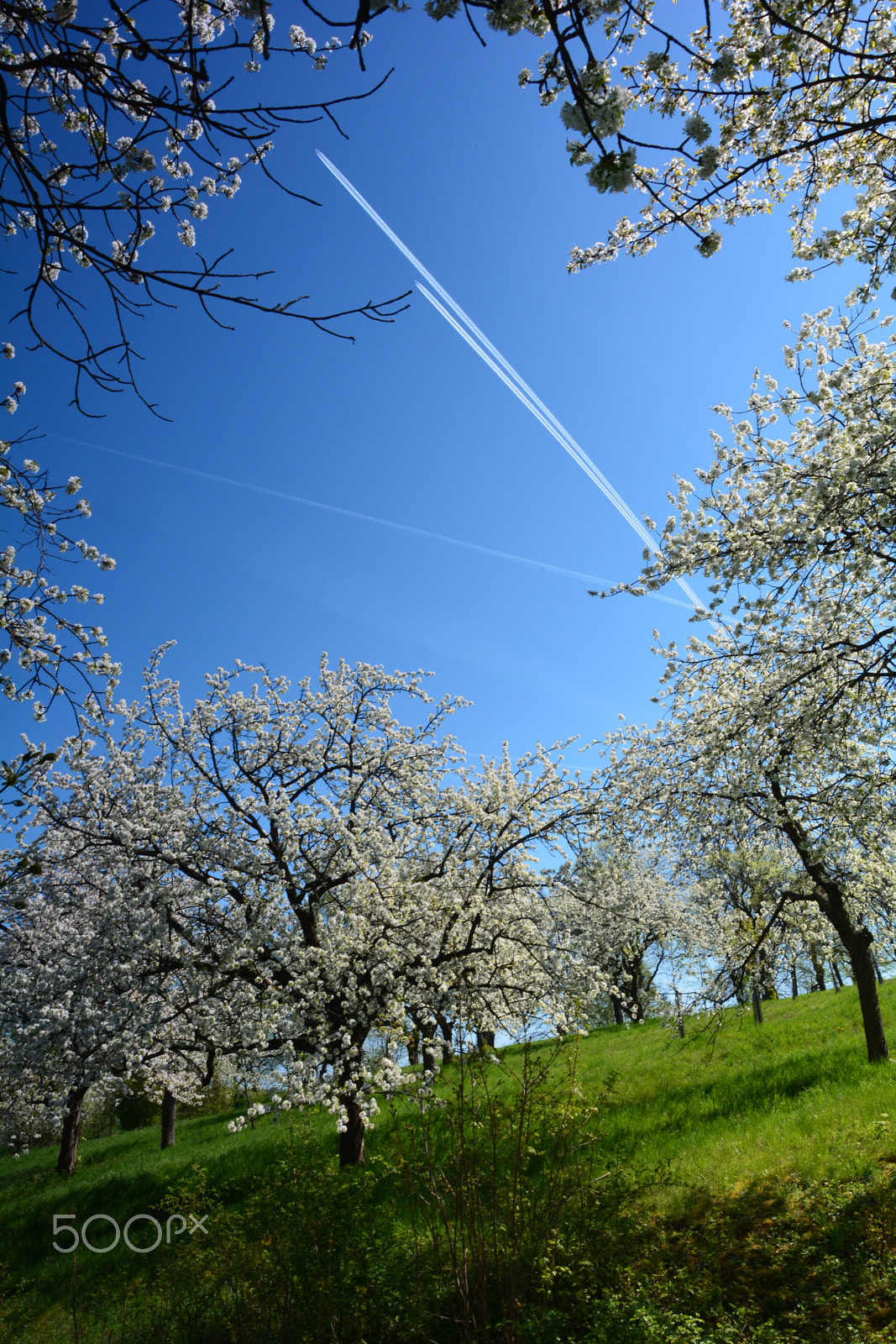 Nikon D5200 sample photo. Cherry orchards | třešňovka photography