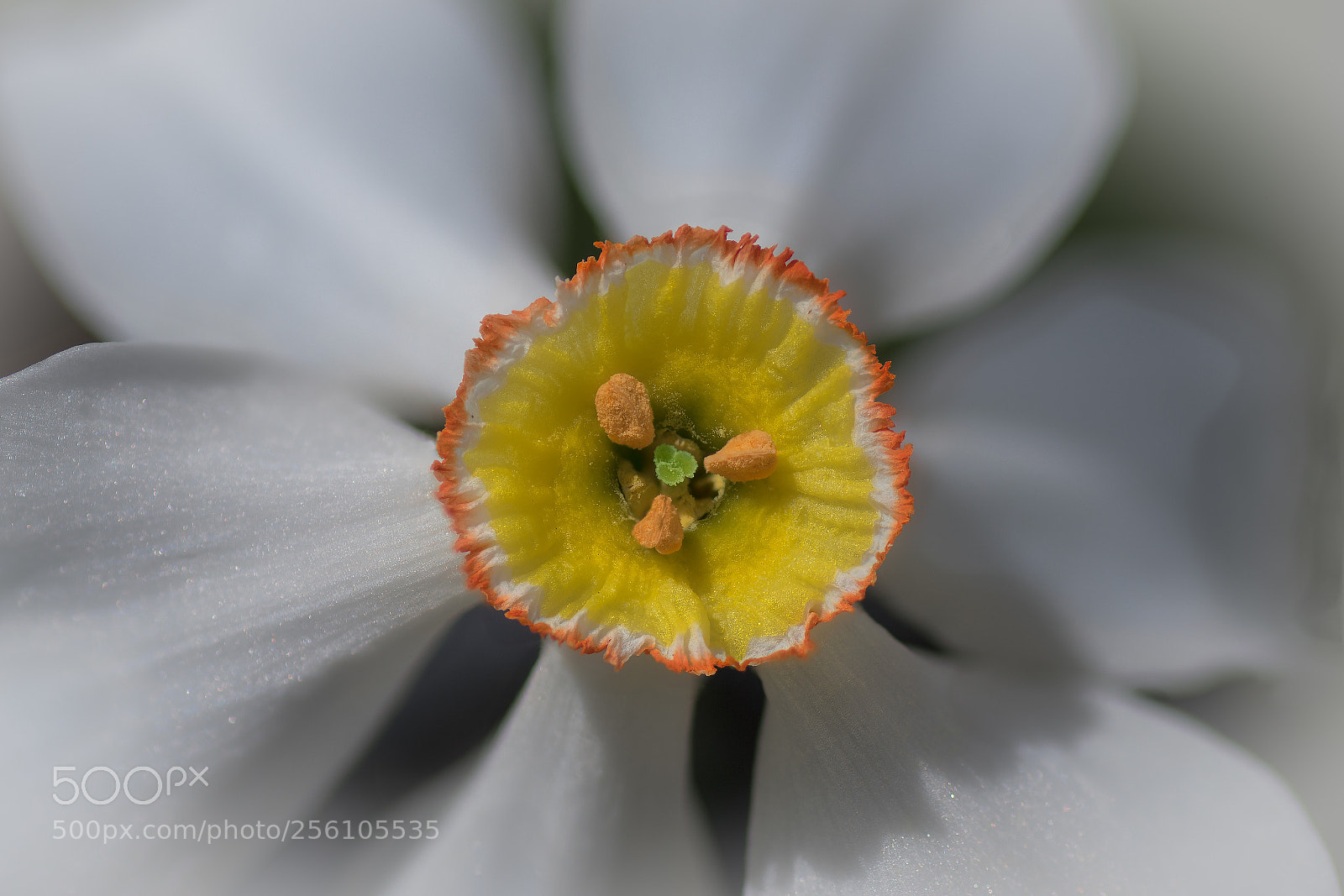 Nikon D7500 sample photo. Narciso de lechuguilla. photography