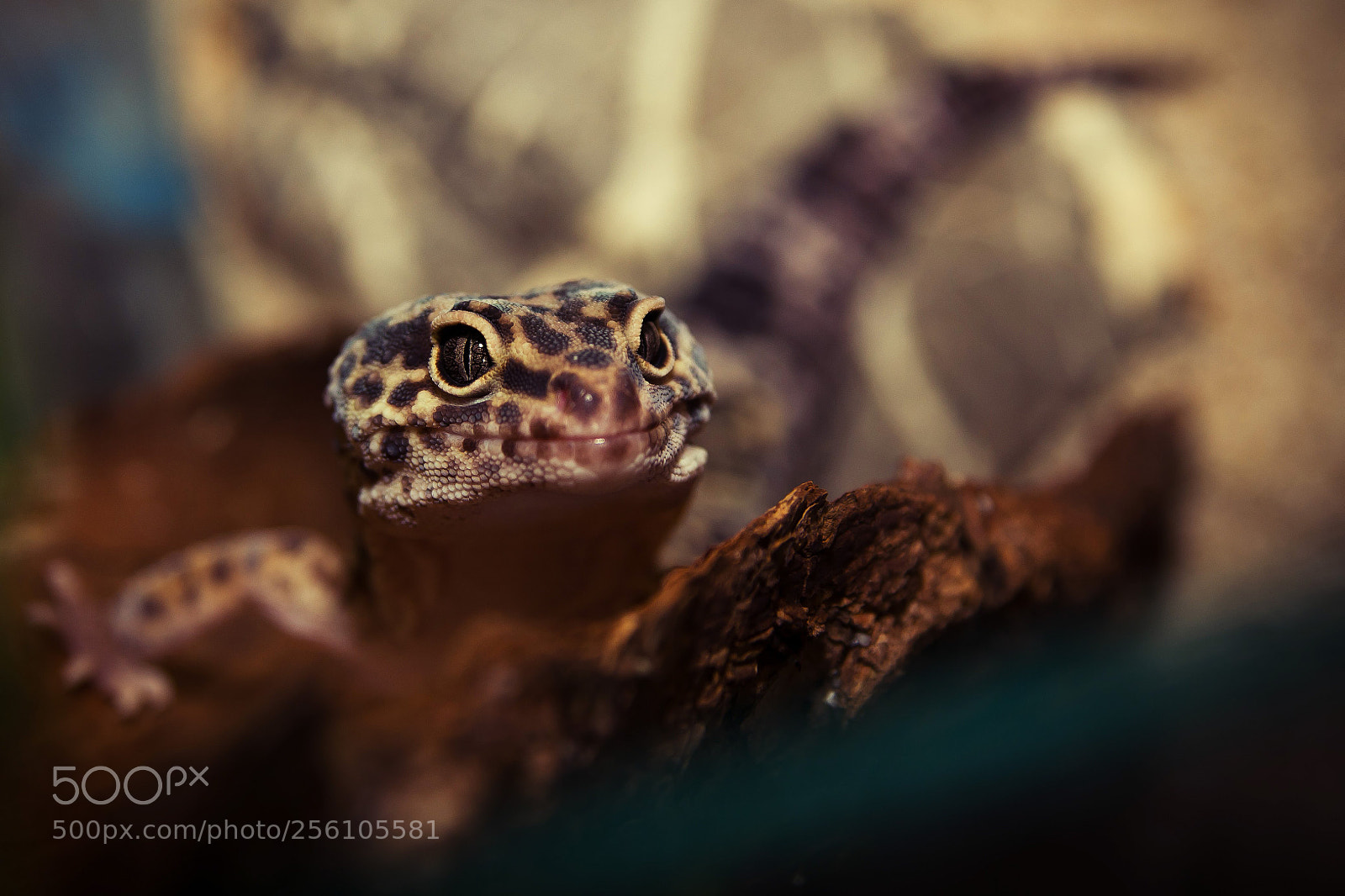 Canon EOS 550D (EOS Rebel T2i / EOS Kiss X4) sample photo. Gecko photography