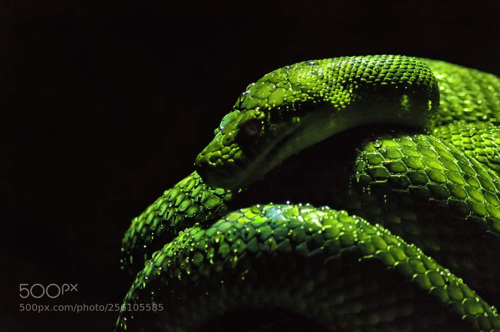 Nikon D90 sample photo. Green snake photography