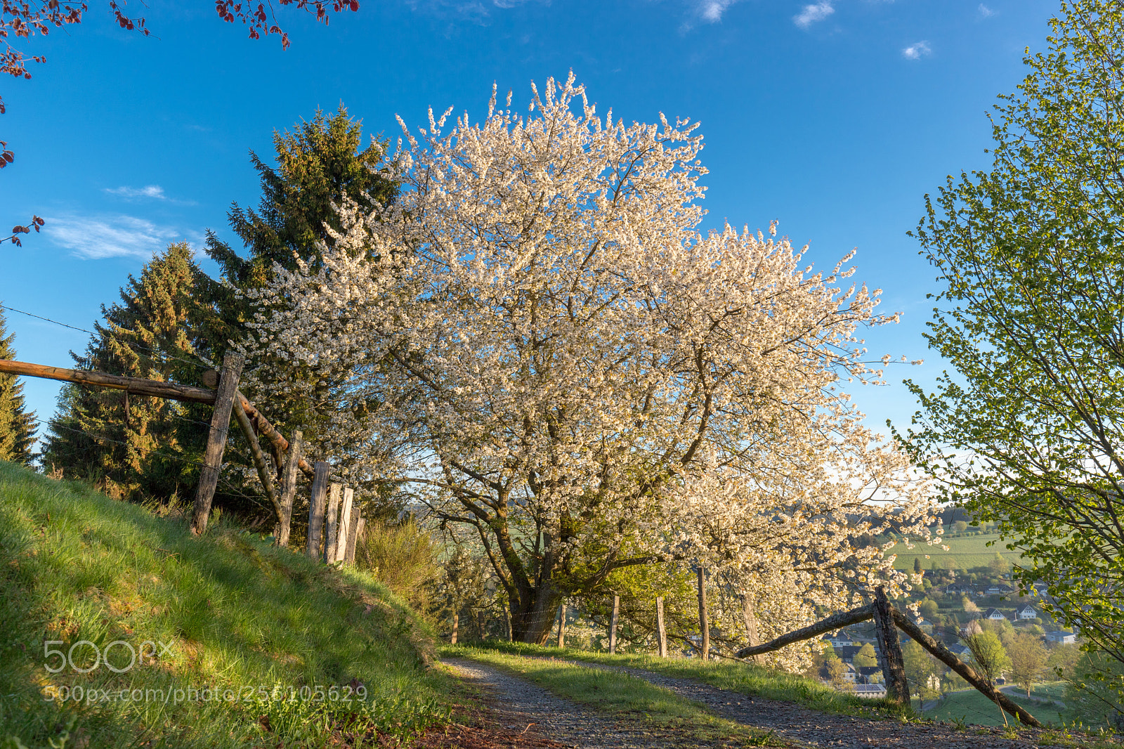 Canon EOS 6D Mark II sample photo. Frühling in wittgenstein photography