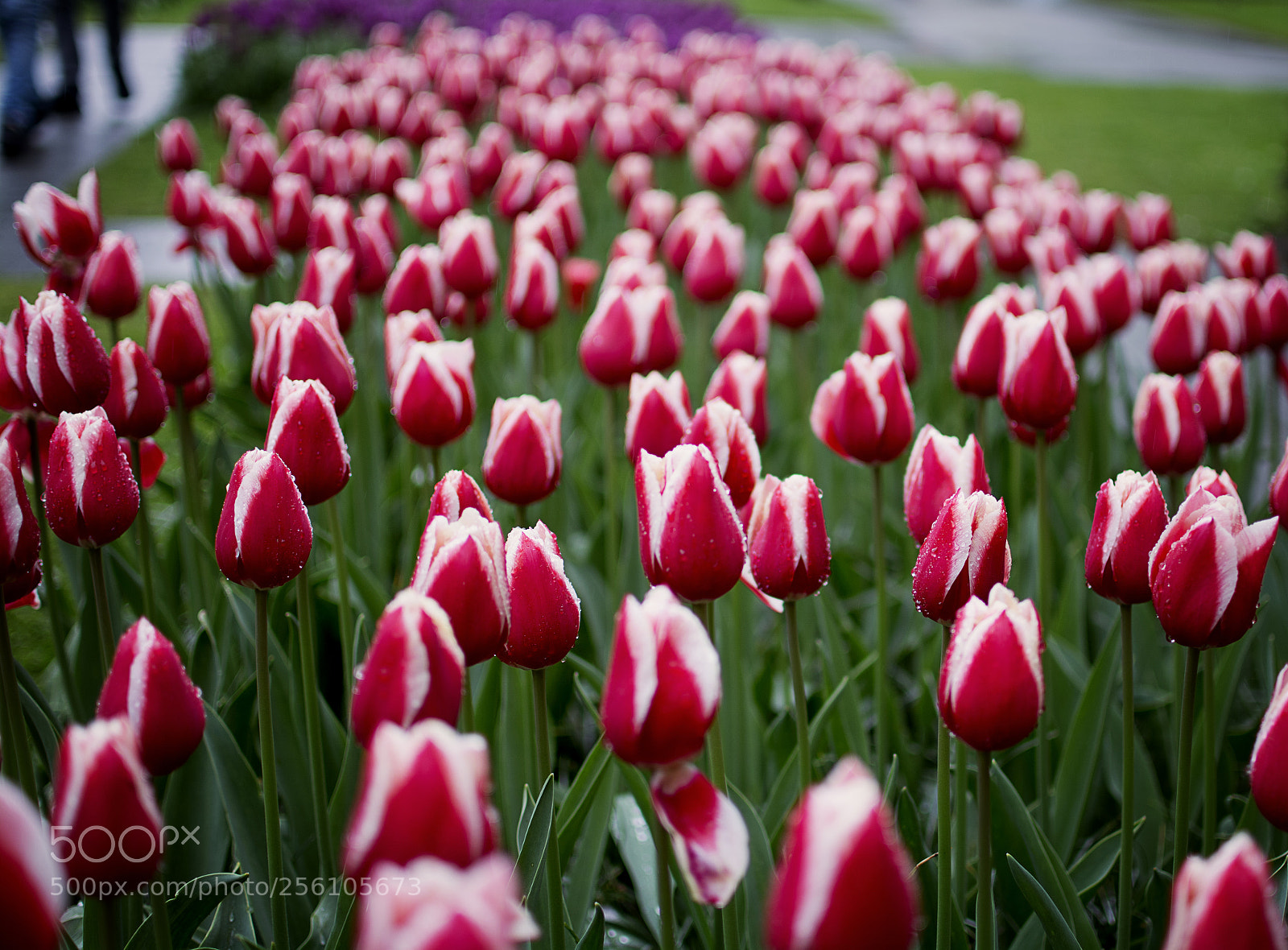 Nikon D5200 sample photo. Find a beautiful one photography