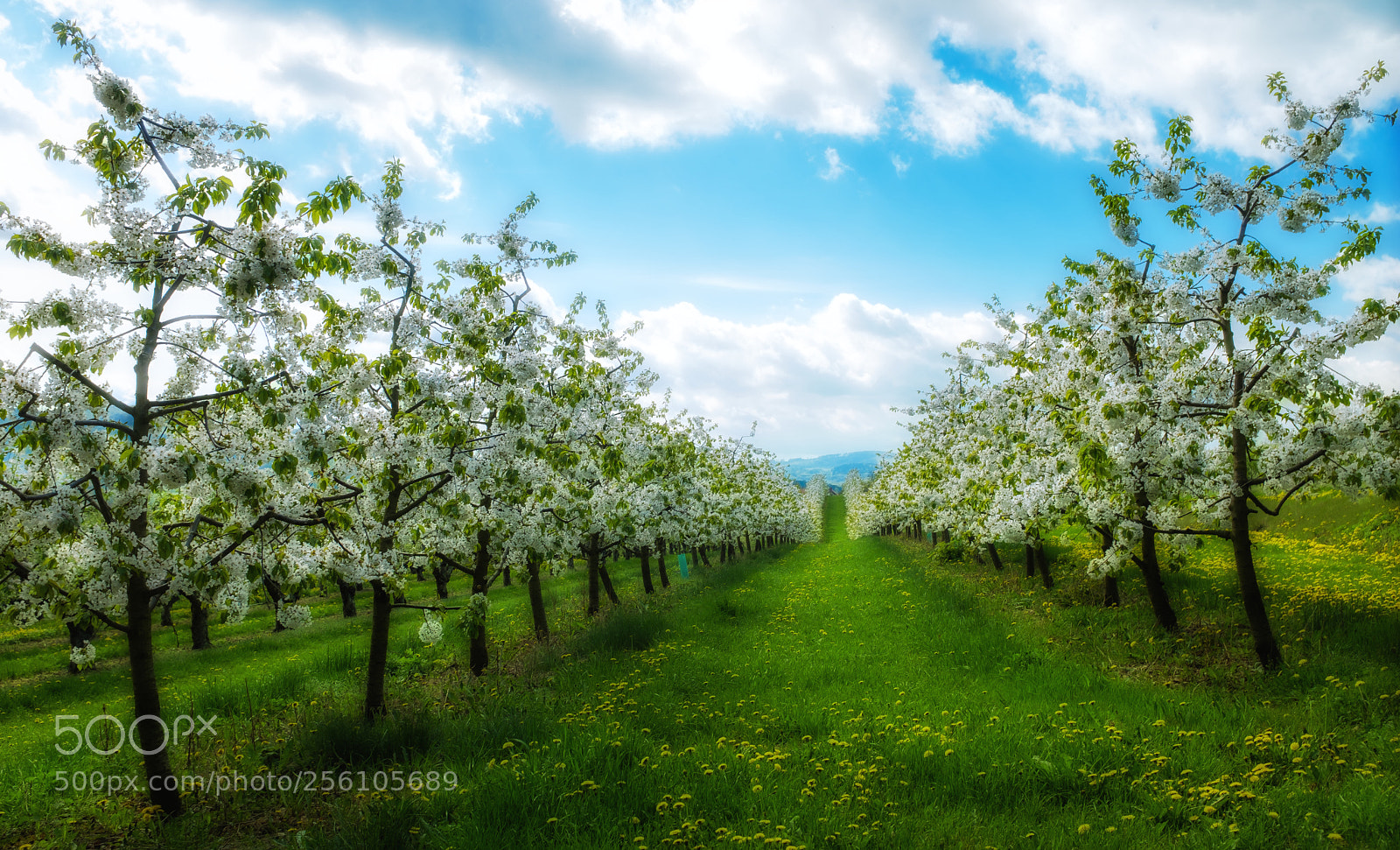 Fujifilm X100F sample photo. Cherries in bloom ii photography