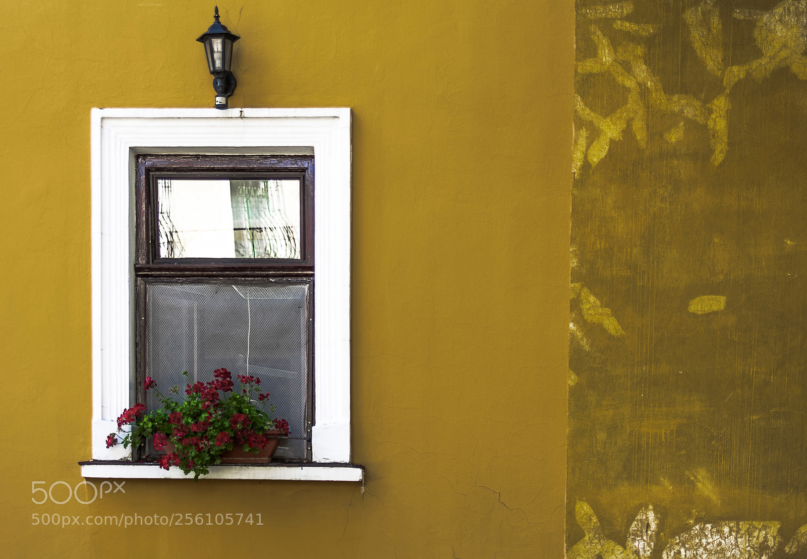 Nikon D7100 sample photo. Hungarian mutard photography