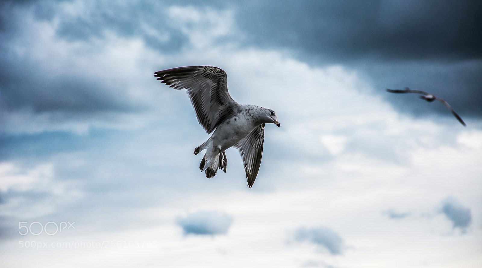 Nikon D7100 sample photo. Freedom photography