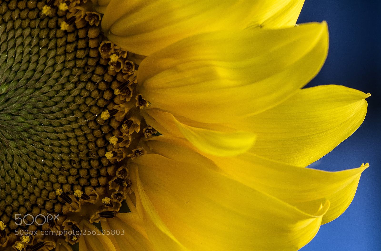 Nikon D7100 sample photo. Inner sunshine photography
