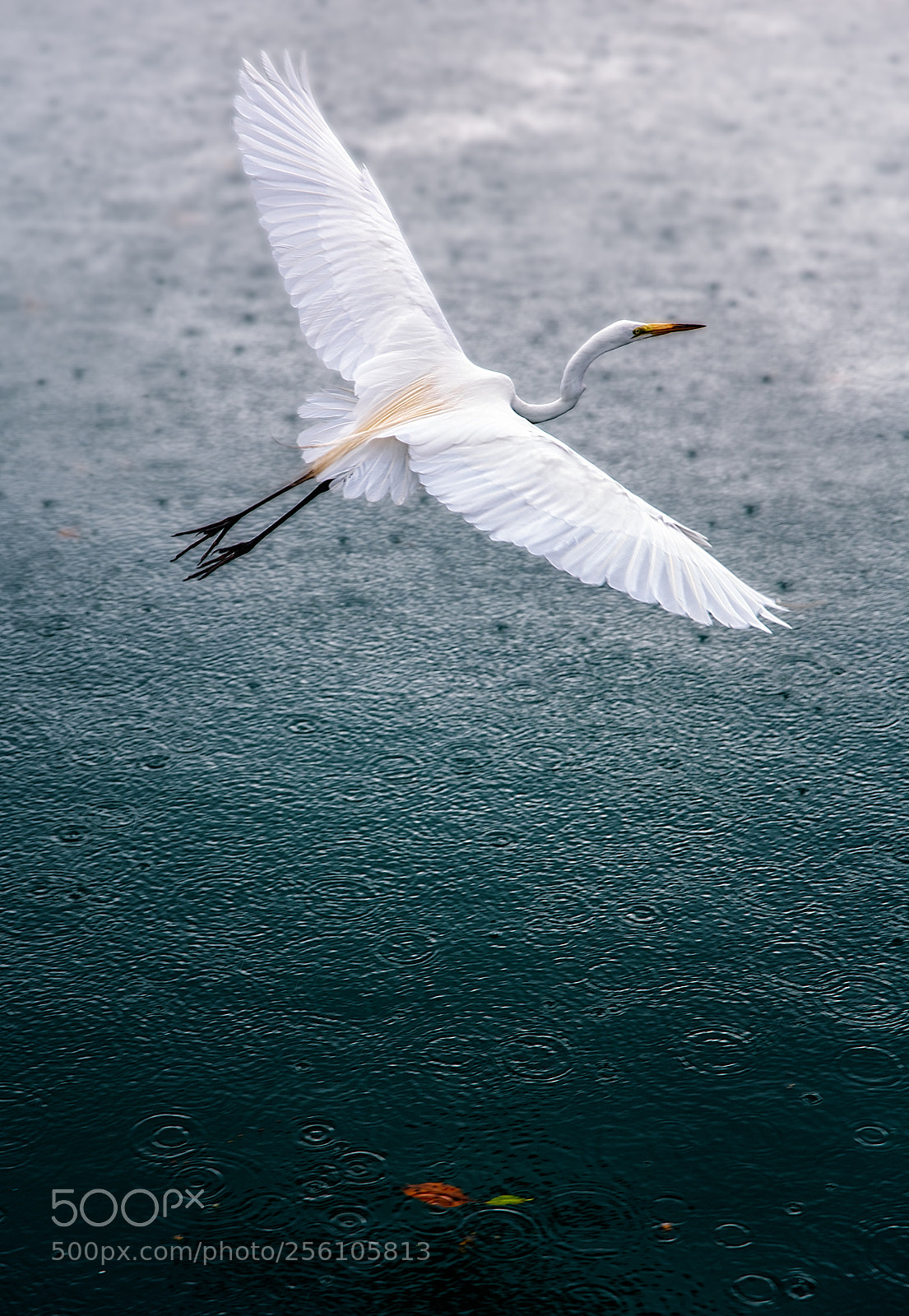 Nikon D850 sample photo. Spring rain photography