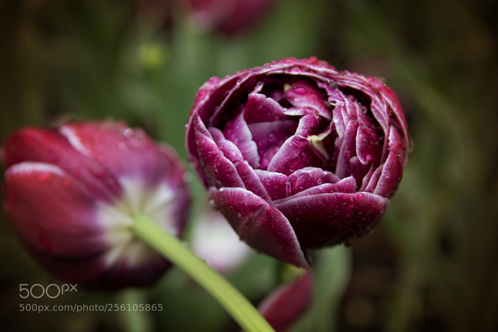 Nikon D5200 sample photo. Be purple photography