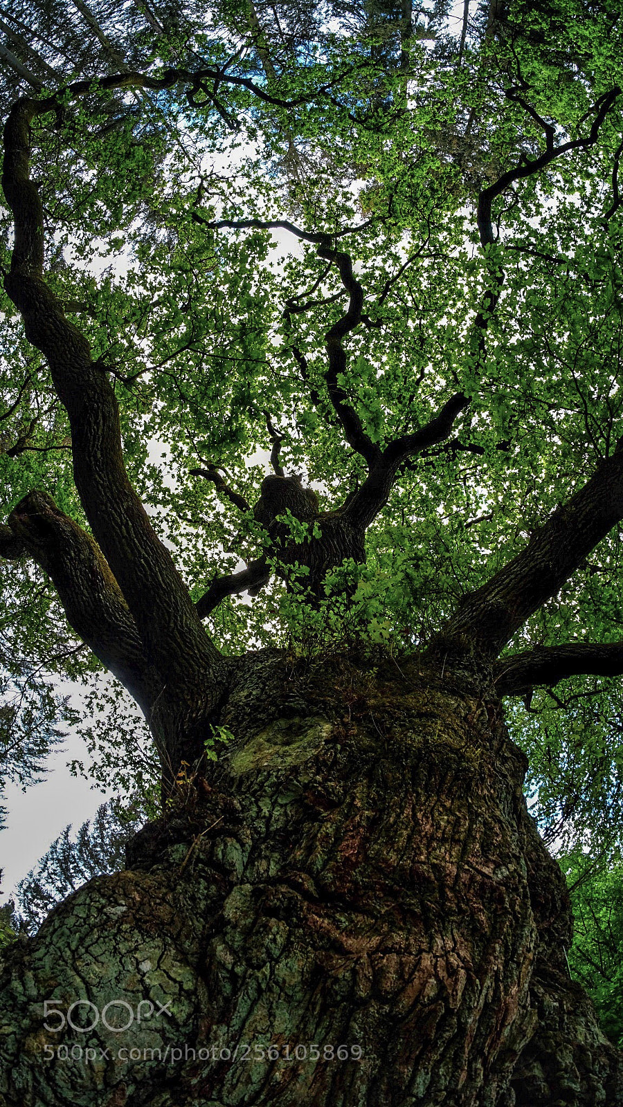 Fujifilm X-E3 sample photo. Face of nature... photography