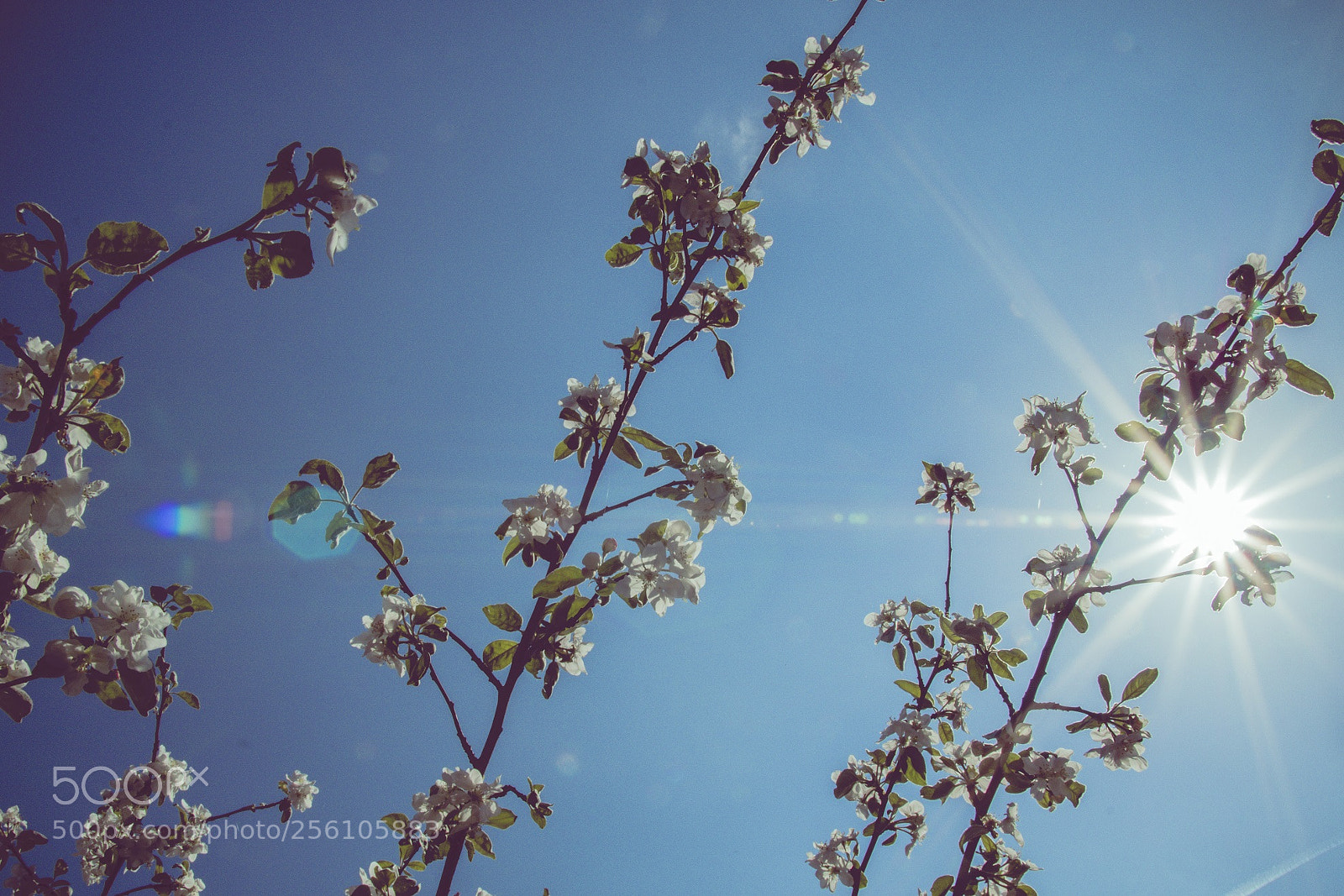 Canon EOS 70D sample photo. Sunny day photography