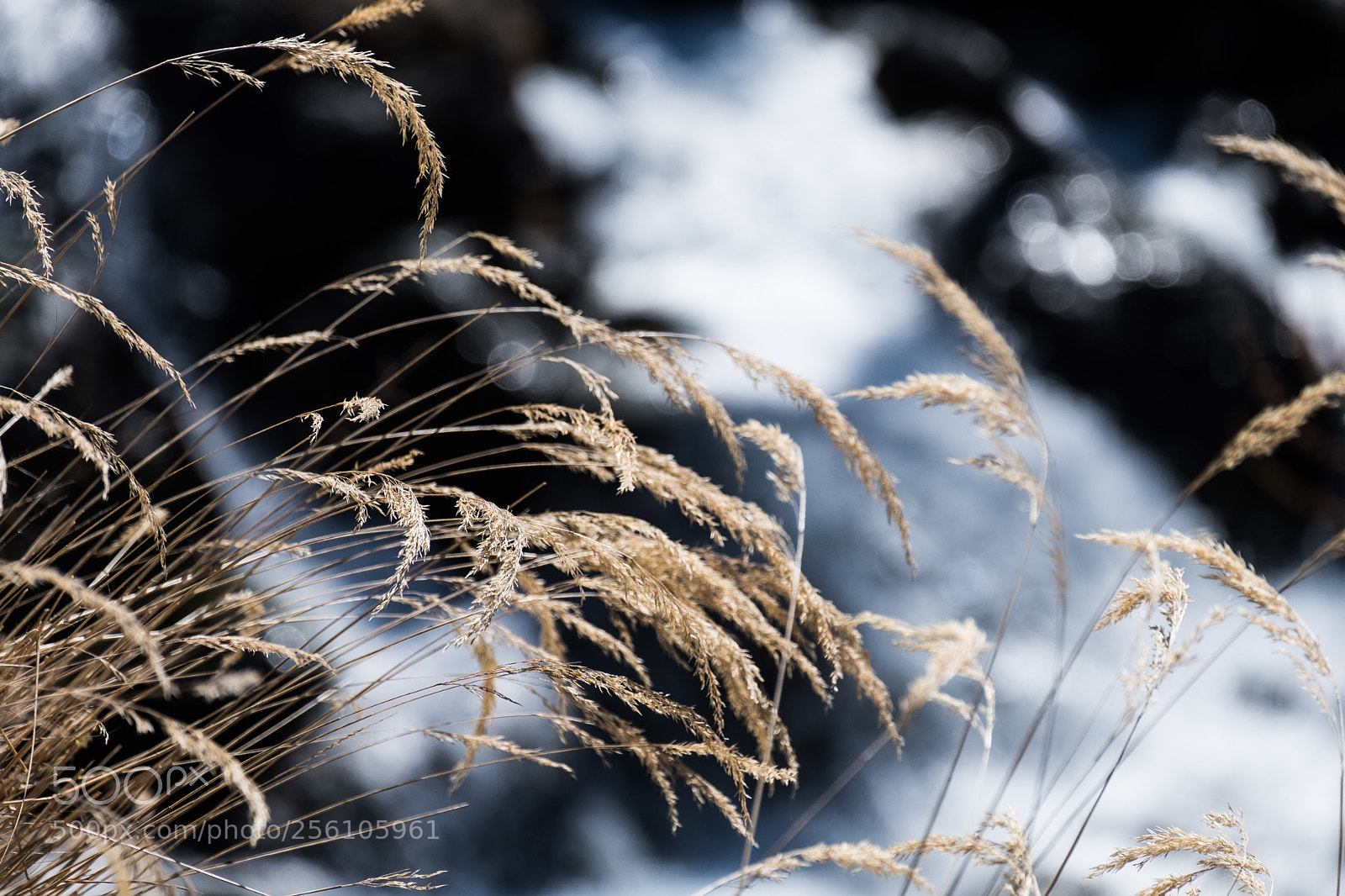 Fujifilm X-T20 sample photo. Erbe secche photography