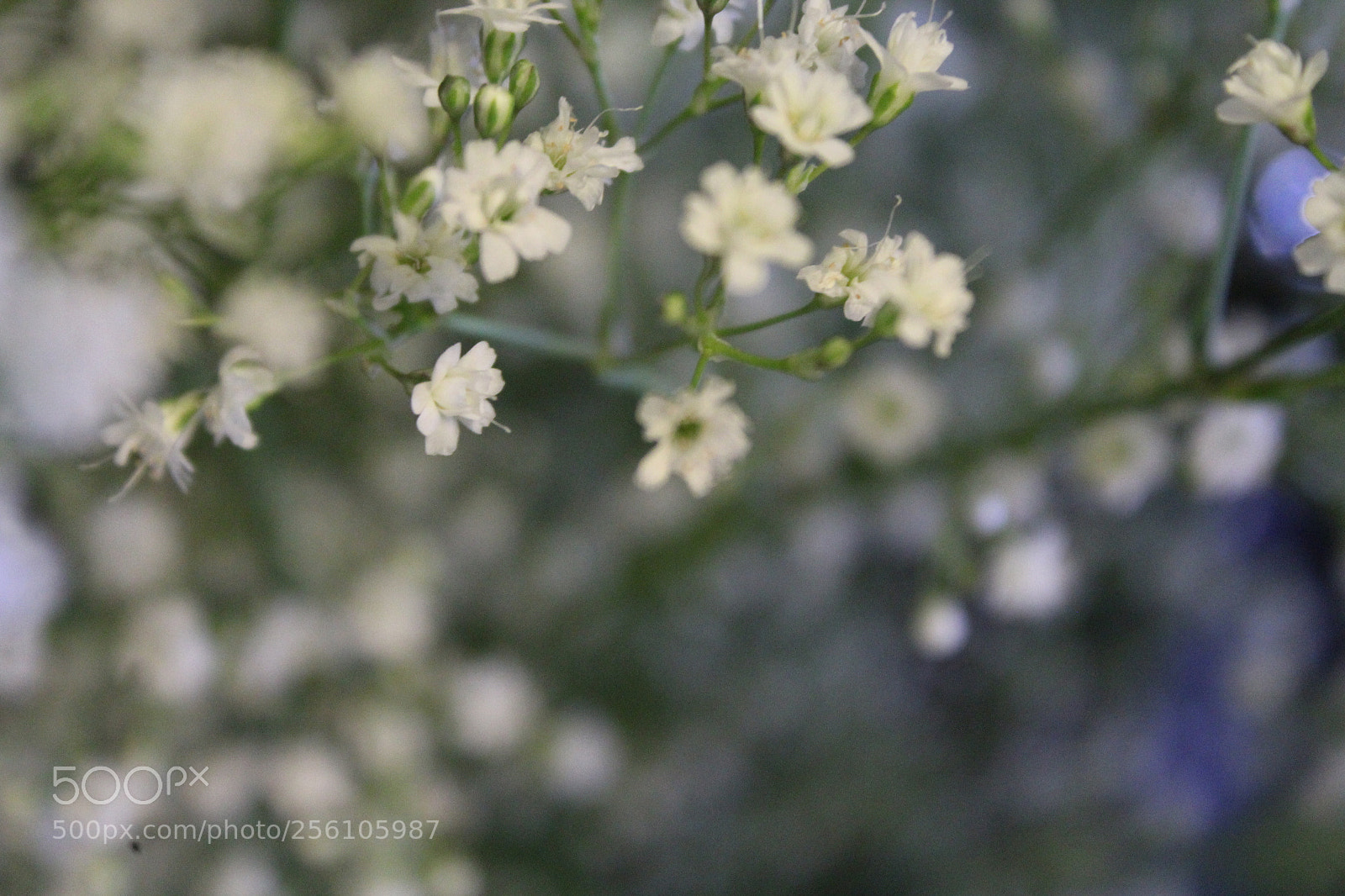 Canon EOS 1200D (EOS Rebel T5 / EOS Kiss X70 / EOS Hi) sample photo. Babies breathe photography