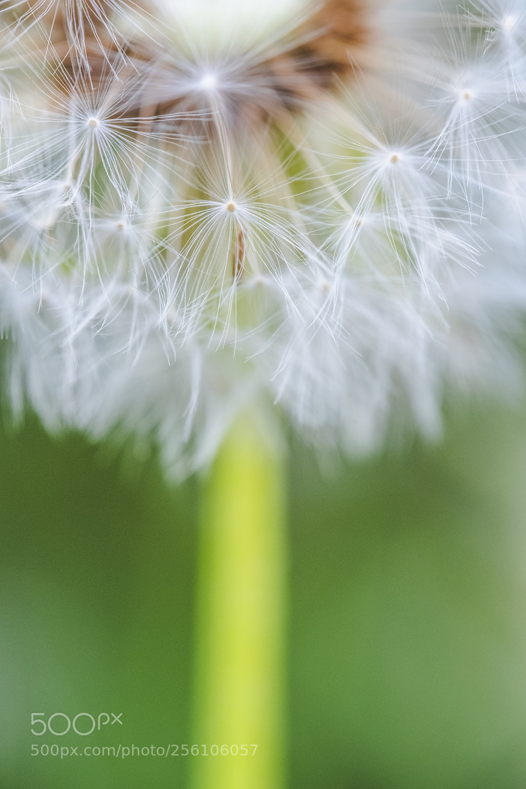Fujifilm X-T2 sample photo. * photography