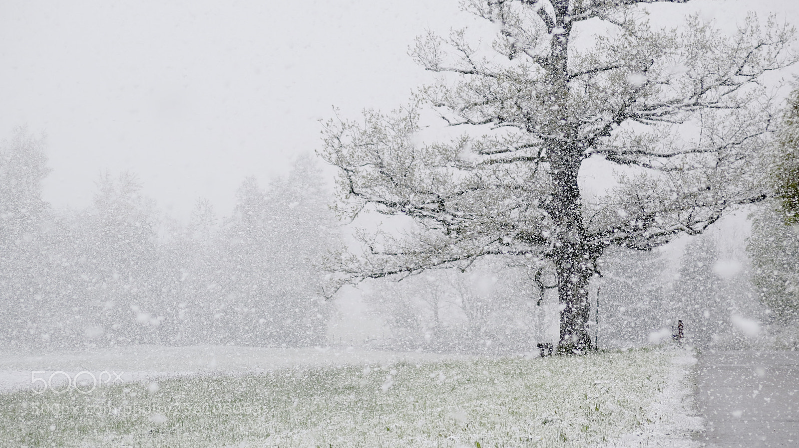 Canon PowerShot G16 sample photo. Snow in april # 5 photography